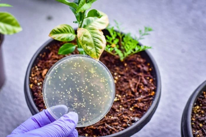 Nitrogen Fertilizer Testing best